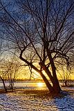 Tree Beside The Canal_20734-6